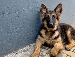 German Shepherd - German shepherd dog  available for adoption in Thudiyalur