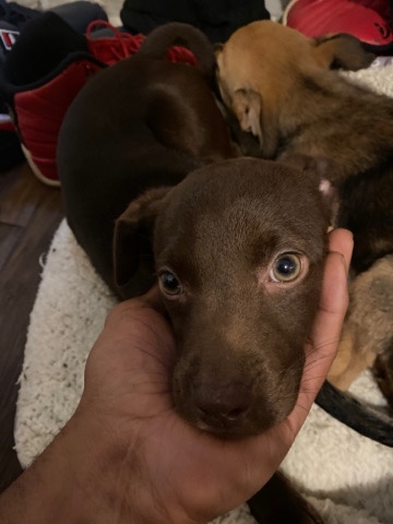 Labrador Retriever – mixed breed puppy