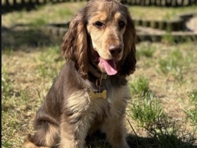 English Cocker Spaniel – Cocker Spaniel Ingles – Lisboa