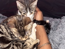 🐾 Loving Home Needed for Two Sweet 1-Year-Old Kittens 🐾 – Wolverhampton