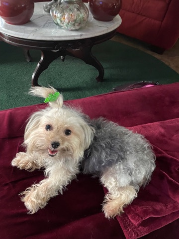 Yorkshire Terrier – Adorable Female Yorkie