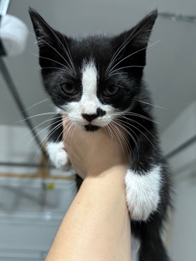 American Shorthair – Kitten to Loving Home