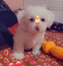 Shih Tzu – Shichon male dog
