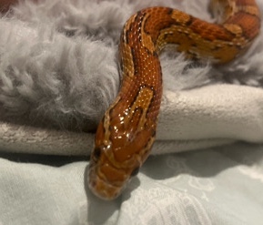 Any – Cornsnake with full set up
