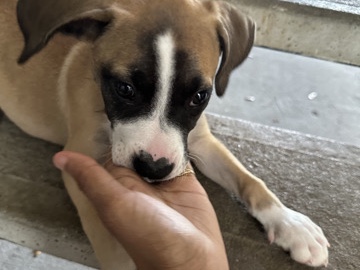 Boxer – sweet loving and intelligent boxer mix puppy – Orlando
