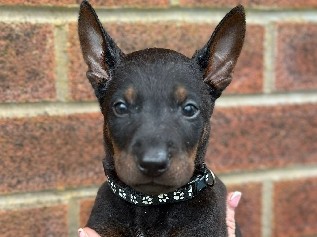 Others - Chinese Red dogs  available for adoption in Manchester