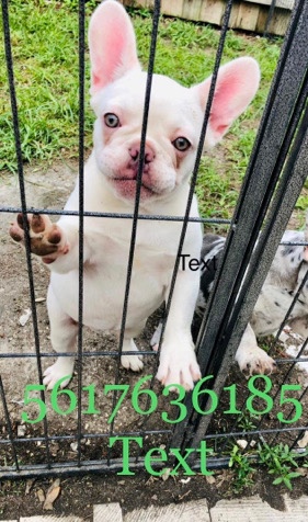 French Bulldog – French Bulldog