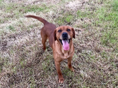 Labrador Retriever – red setter/ Lab. Female