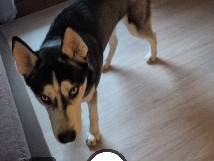 Image of Siberian Husky