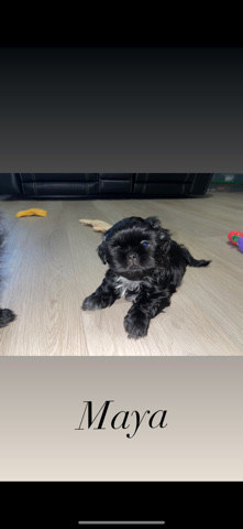 Shih Tzu – Beautiful Purebred Shih Tzu puppies 2 in litter