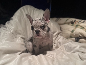 French Bulldog – AKC registered Frenchie – Riverdale