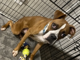 Boxer – Duke – McKinney