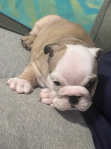 Olde English Bulldogge – English Bulldog