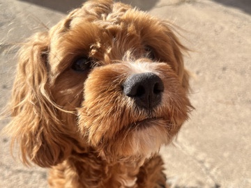 Cavapoo – Meet Henry! – Maplewood
