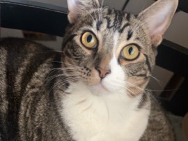 American Shorthair – two sweet brothers – Holtville