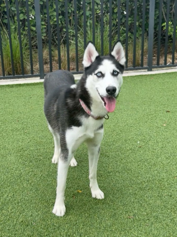 Siberian Husky – kamala siberian husky( girl)