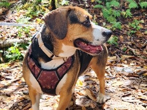 Beagle – Tree – Asheville