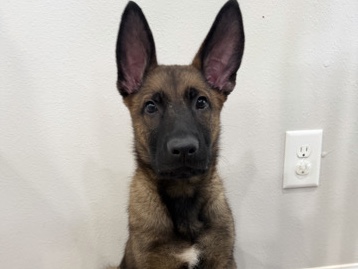 Belgian Shepherd Dog (Malinois) – Belgian malinois – Cypress