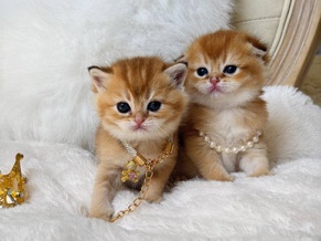 Scottish Fold – Szkockie złote prostouche kotki – Świebodzice