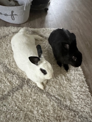 Rex – Free Roam Rabbits