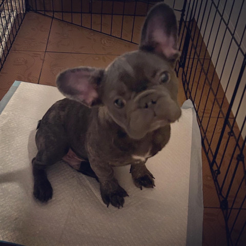 Frenchie
