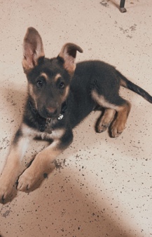 German Shepherd – Germán Shepard Nico
