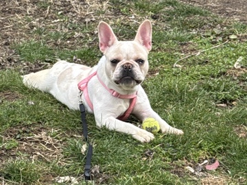 French Bulldog – Looking for a new home! – Columbus