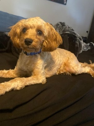 Cavalier King Charles Spaniel – Rehome needed asap!