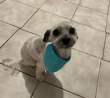 Papillon – rehome jay