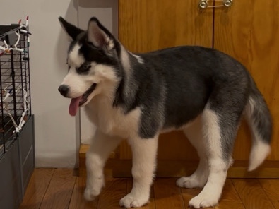 Labrador Husky – Husky – Silver Spring
