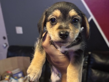 Maltese – Puppy For Sale – Orlando