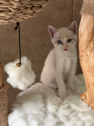Purrfect Kittens