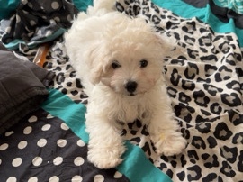 Maltipoo - Juno Ready for Rehoming F2B Maltipoos  available for adoption in Yonkers