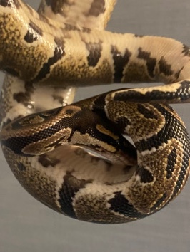 Ball Python