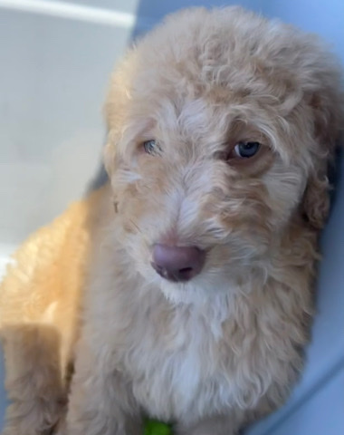 Labradoodle Puppies!!