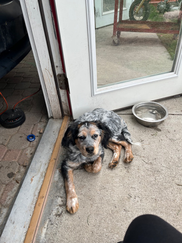 Australian Cattle Dog – Rehoming my Puppy