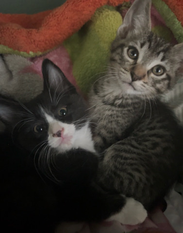 Kittens