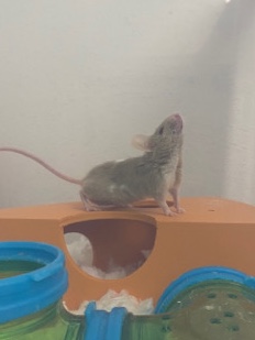 Free Fancy Mouse