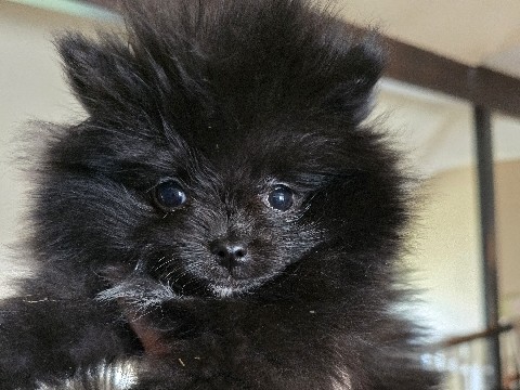 Pomeranian – pomeranian – Westminster