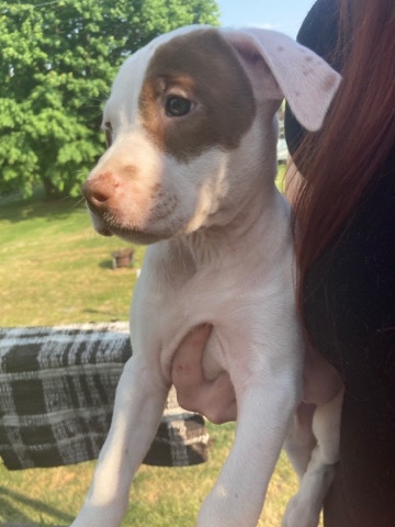 American Pit Bull Terrier – Little Miss Lola
