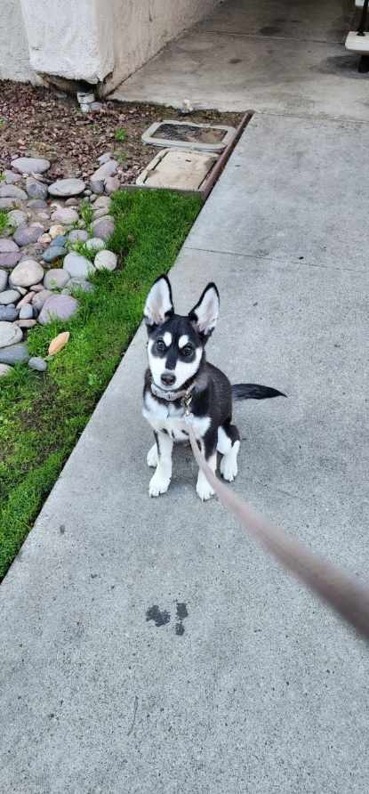 Siberian Husky – Siberian Husky