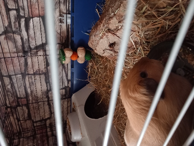 Any – 2 female golden cali guinea pigs and full setup