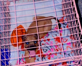 Boxer – Puppy for sell