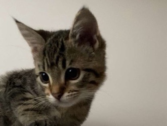 Tabby kitten 2 months