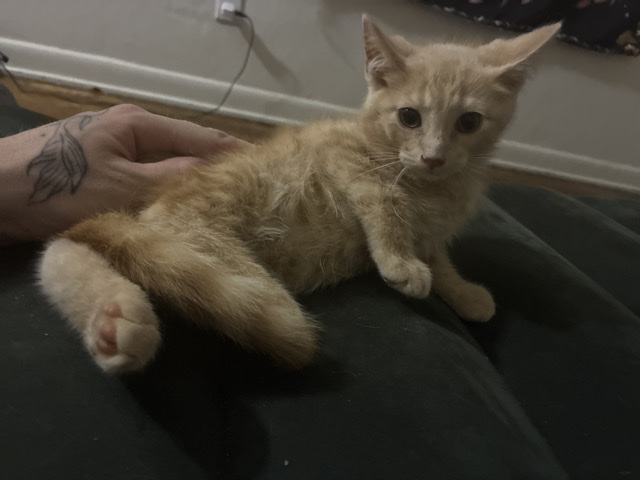 Maine Coon – Friendly 4-Month-Old Kitten for Adoption – Dayton – Dayton