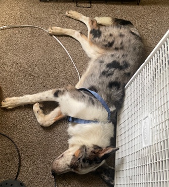 Australian Shepherd – Australian shepherd