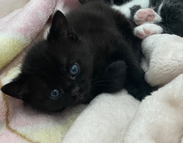 British Longhair – little princess