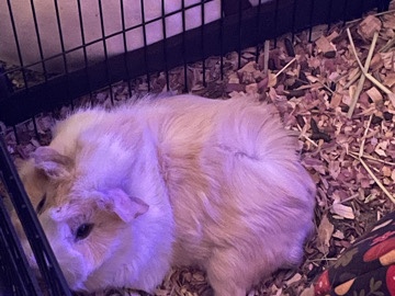 Guinea Pig – Christopher and Michael – Greenwood