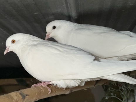 Dove – White Rock doves! – Midland