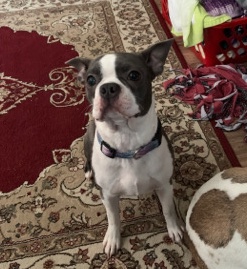 Boston Terrier – Female ACK Registered Boston Terrier